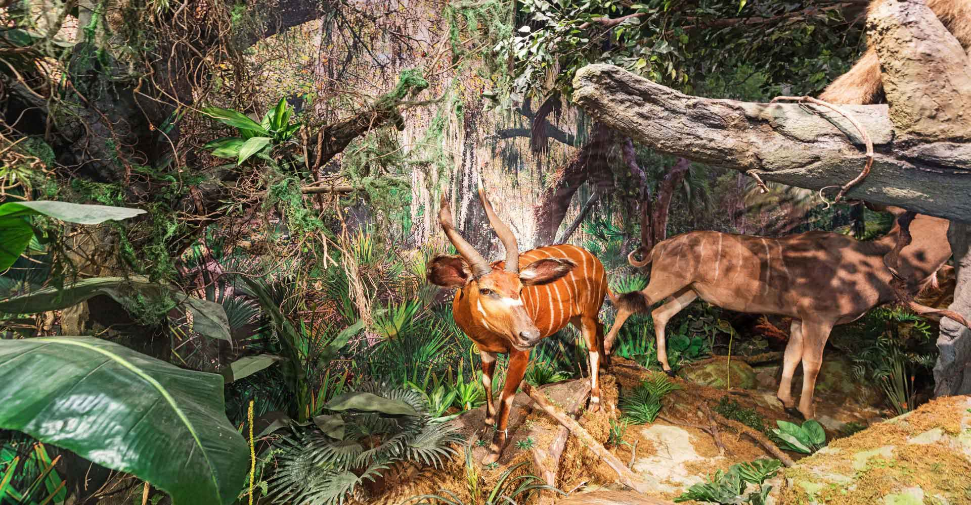 世界野生动物标本展