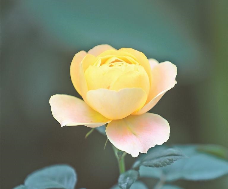 五园联动赏月季