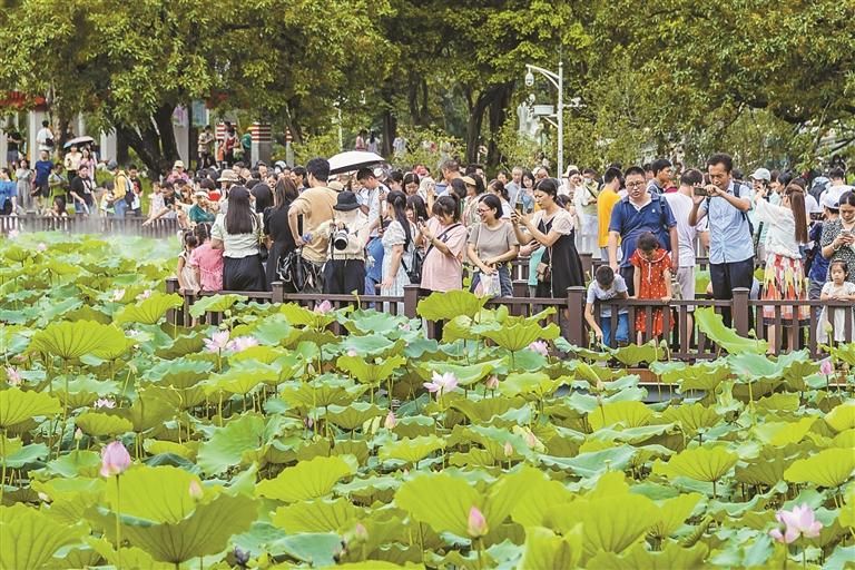 2024深圳荷花赏暨第二届荷美生活月明起开幕