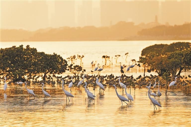 7月26日，深圳红树林见