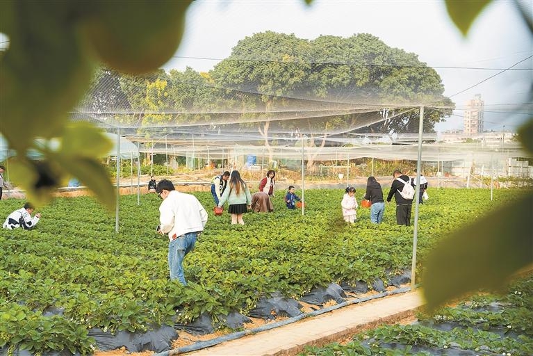 光明农场第二届暖冬趣玩节即将启幕