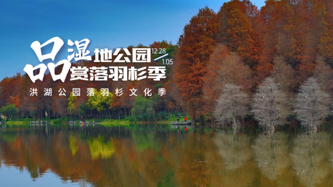 罗湖落羽杉文化季开锣