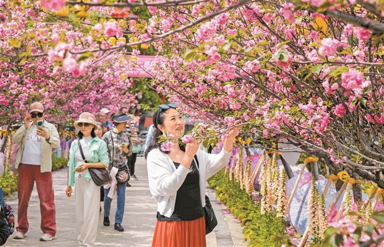 鹏城百花艳 踏青赏花忙