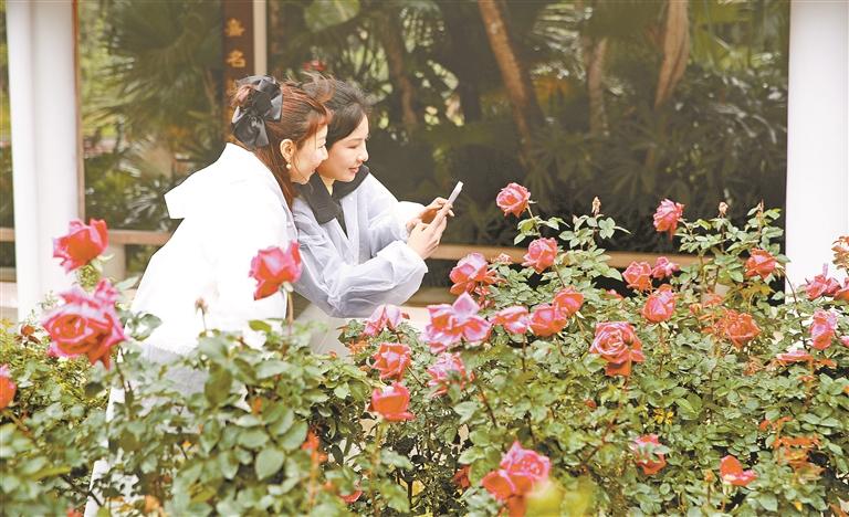 深圳月季赏启幕