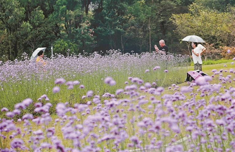 来“普罗旺斯”看紫色花海