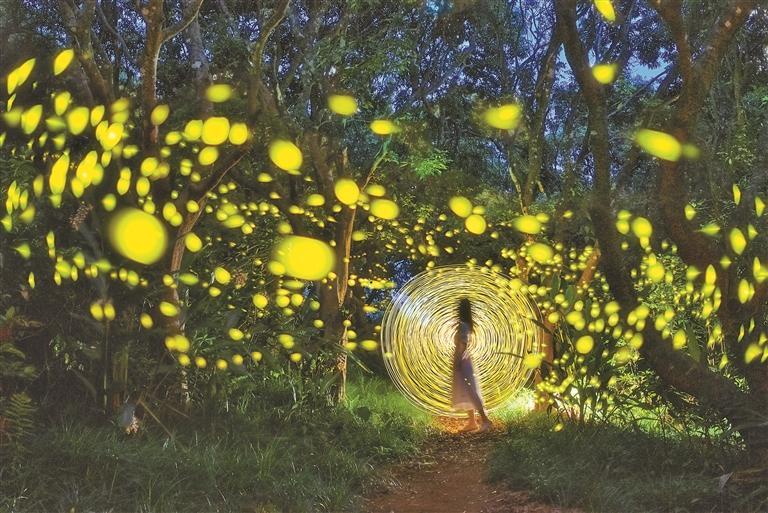 夏日赏萤季 等你来邂逅