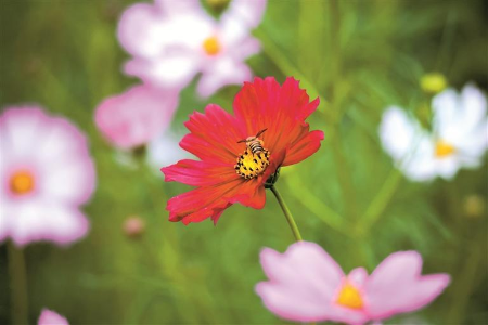 这个秋天，在龙华邂逅一片格桑花海