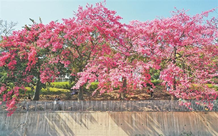 粉色限定异木棉花海美出圈